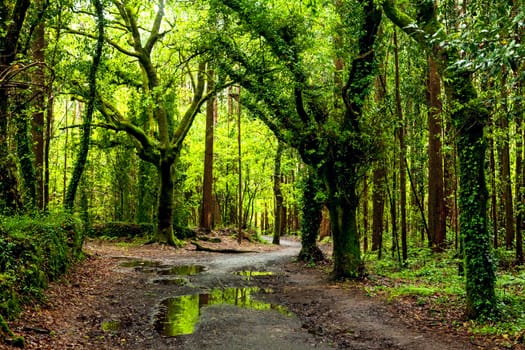 Dirt road through dark forest in northern Spain