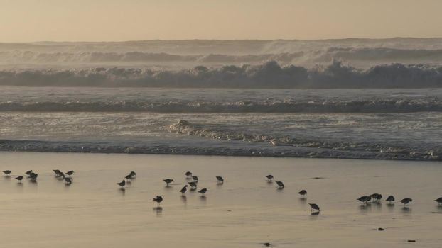 Ocean waves, many quick sandpiper birds, small sand piper plover shorebirds flock, Monterey beach wildlife, California coast sunset, USA. Sea water tide, littoral sand. Tiny fast young baby avian run.