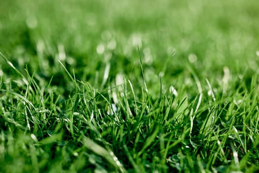 Fresh leaves of young green grass taken close-up on a summer sunny day in the light of a sunset sky, The concept of ecology and care for the environment and the planet. High quality photo