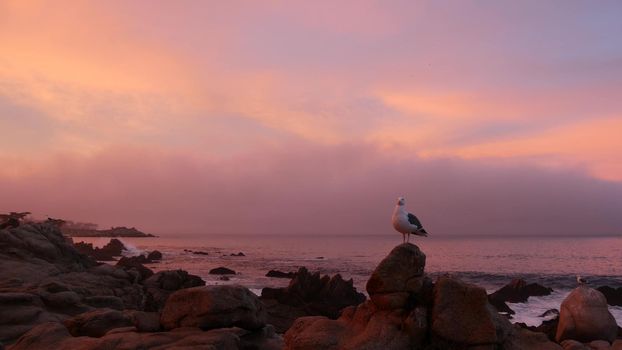 Rocky craggy ocean beach, calm sea waves, pink purple pastel sunset sky, Monterey, 17-mile drive seascape, California coast, USA. Beachfront waterfront Pacific Grove, waterside promenade. Seagull bird