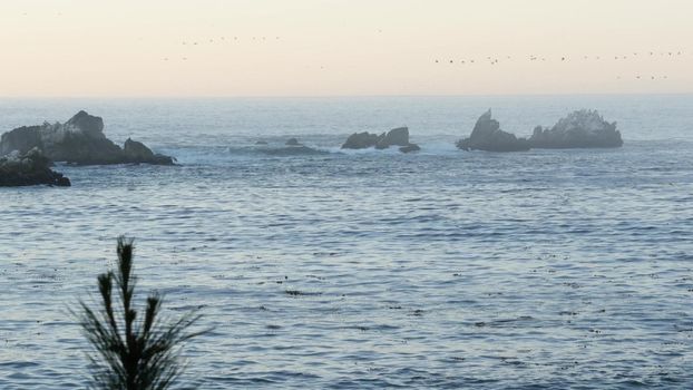 Flock of brown pelicans on cliff, rocky island in ocean, Point Lobos landscape, Monterey wildlife, California coast, USA. Group of migratory birds flying. Many pelecanus at sunset, wild animals colony