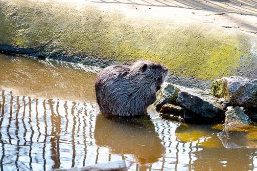 A muskrat is sitting on the shore of the water. Nutria is a mammal of the order of rodents, selective focus