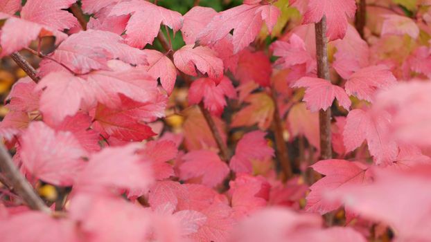 Red autumn maple leaves tree branch. Vivid fall leaf in forest or woods. Leafage in park in september, october or november. Seasonal foliage in woodland. Natural background.