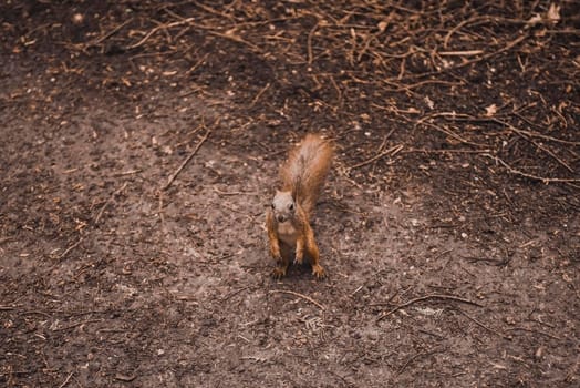 A little red squirrel walks in the forest, climbs trees, looks at the camera. forest inhabitants, furry tail, tassels on the ears