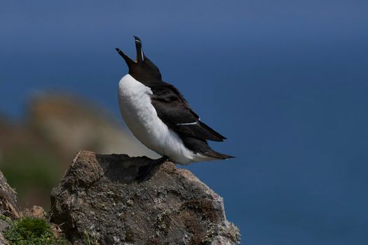 Razorbill (Alca torda) on the cliffs of Skomer Island off the coast of Pembrokeshire in Wales, United Kingdom.