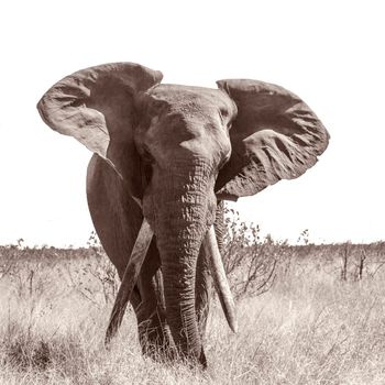 African bush elephant in Kruger National park, South Africa ; Specie Loxodonta africana family of Elephantidae