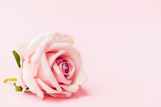 Artificial sweet pink rose with copy space on pink background for Valentine's day and love concept