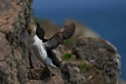 Razorbill (Alca torda) on the cliffs of Skomer Island off the coast of Pembrokeshire in Wales, United Kingdom.