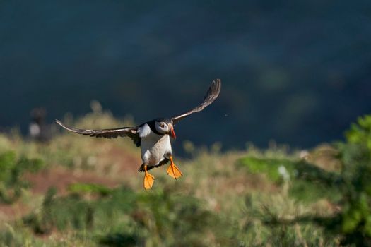 Puffin (Fratercula arctica) landing on Skomer Island in Pembrokeshire in Wales, United Kingdom