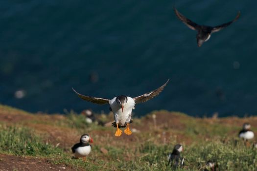 Puffin (Fratercula arctica) landing on Skomer Island in Pembrokeshire in Wales, United Kingdom