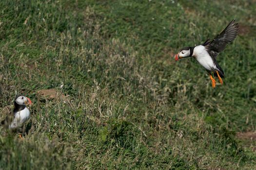 Puffin (Fratercula arctica) landing on Skomer Island in Pembrokeshire in Wales, United Kingdom