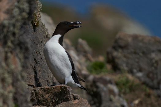 Razorbill (Alca torda) on the cliffs of Skomer Island off the coast of Pembrokeshire in Wales, United Kingdom.