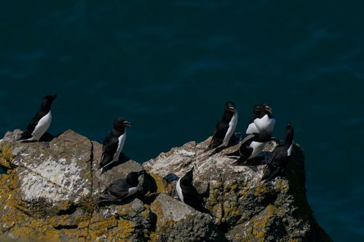 Razorbill (Alca torda) on the cliffs of Skomer Island off the coast of Pembrokeshire in Wales, United Kingdom.