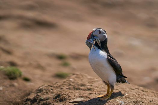 Atlantic puffin (Fratercula arctica) carrying small fish in its beak to feed its chick on Skomer Island off the coast of Pembrokeshire in Wales, United Kingdom