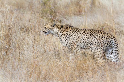 Specie Acinonyx jubatus family of Felidae