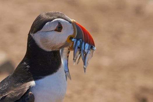 Atlantic puffin (Fratercula arctica) carrying small fish in its beak to feed its chick on Skomer Island off the coast of Pembrokeshire in Wales, United Kingdom