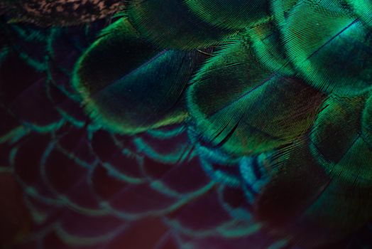 Close up of the  peacock feathers .Macro blue feather, Feather, Bird, Animal. Macro photograph.