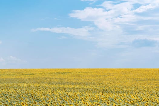 a field of sunflowers on a blue sky background. High quality photo
