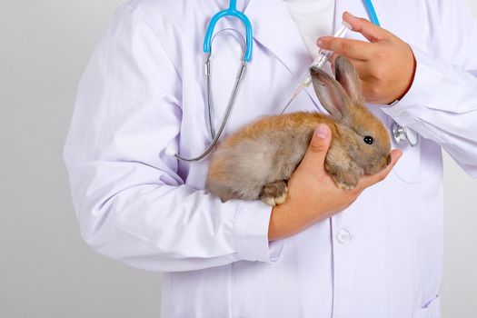 Veterinarian or scientist with white gown inject some medicine or chemical to brown rabbit.