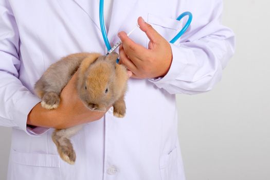 Veterinarian or scientist with white gown inject some medicine or chemical to brown rabbit.