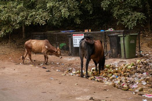 Sacred cow in india feeding on garbage, India,GOA