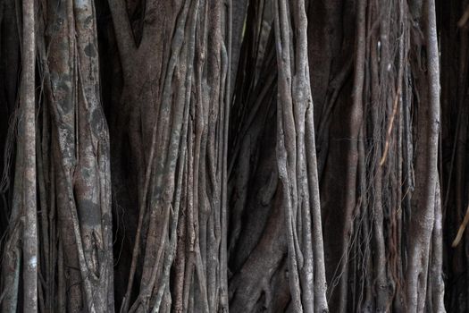 Big tree trunk of Giant Banyan Tree, India, GOA