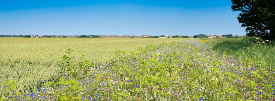 corn field and summer flowers under blue sky on the dutch island of texel under blue summer sky in the netherlands