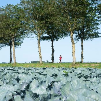opmeer, netherlands, 18 juny 2021: woman jogs near trees and red cabbage field in noord holland
