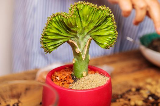 Transplanted houseplant Euphorbia. Flower transplant gardening concept. Succulent.