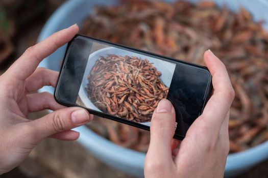 Cropped Hand Of Person Photographing shrimp In Mug With Mobile Phone, Goa, India