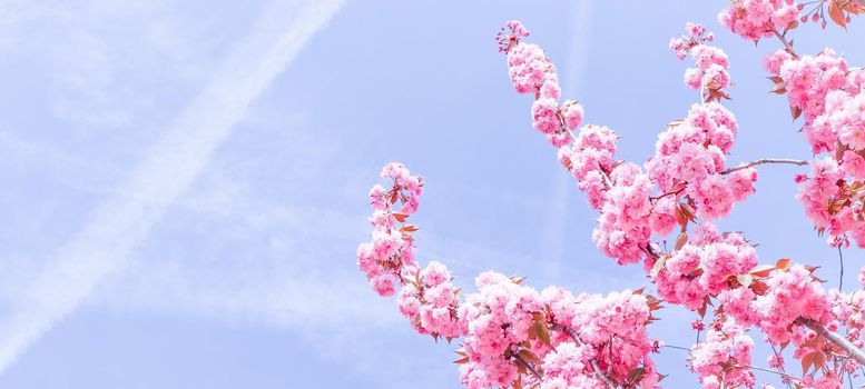 Beautiful sakura or cherry trees with pink flowers in spring against blue sky