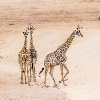 Giraffe in Kruger National park, South Africa ; Specie Giraffa camelopardalis family of Giraffidae