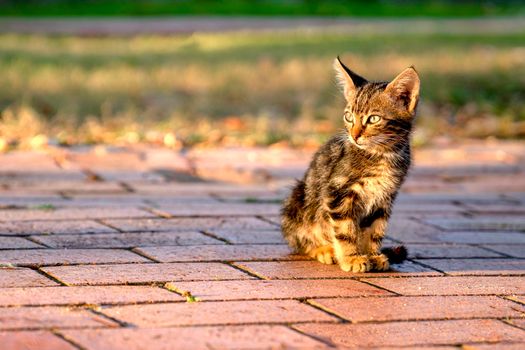 Small lonely kitten is sitting on path in park. Close up.