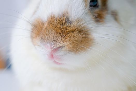 Close up nose of brown and white bunny rabbit and it look calm and relax.