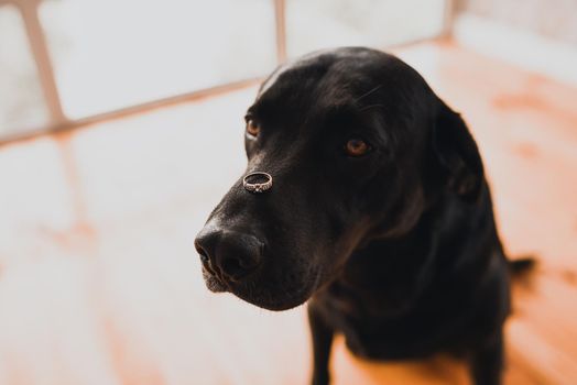 black dog of breed Retriever sits in a house and holds a wedding ring on his head. Wedding concept.Pets indoors. blurred background. labrador. the mouth is open and the tongue out.