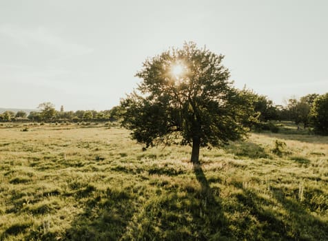 Summer warm sunny field. Meadow and tall trees through which the rays of the sun make their way