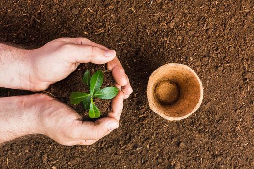 top view gardener planting