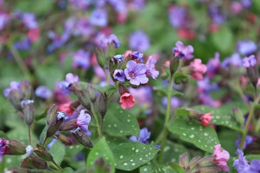 Blossom of bright Pulmonaria in spring. Lungwort. Flowers of different shades of violet in one inflorescence. Honey plant. The first spring flower. Pulmonaria officinalis from the Boraginaceae family