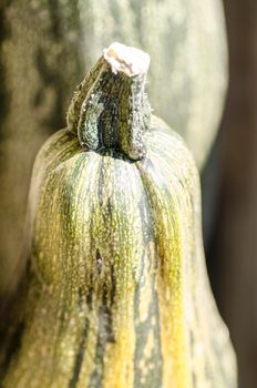 Zucchini, macro, blurred background. From the series "Autumn vegetables"