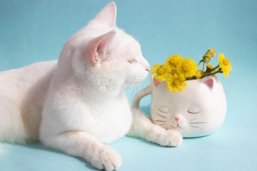 A white cat with mother-and-stepmother flowers in a white cat-shaped cup on a blue background. Good cozy morning