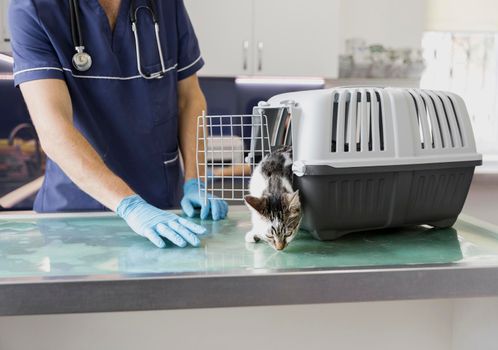 close up veterinarian with cat getting out cage