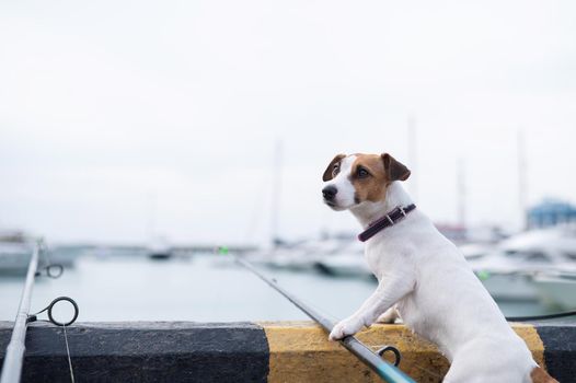 Jack Russell Terrier dog sitting with a fishing rod near the harbor