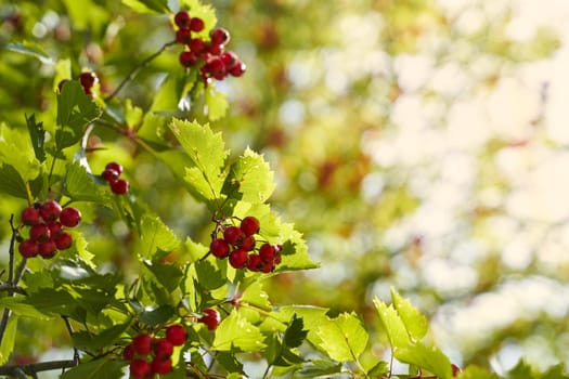 Autumn, fall banner with Rowan branches in sunset rays, copy space