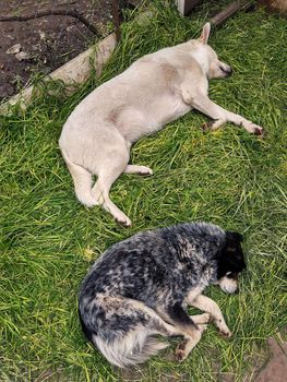 White and gray dogs sleep on mowed green grass.