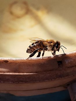 Bee on the edge of a saucer with water close-up.