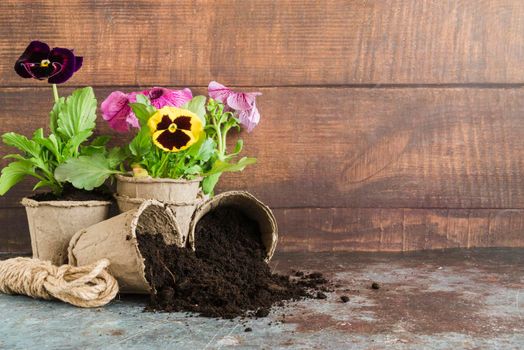 pansy plants planted peat pots against wooden wall concrete desk