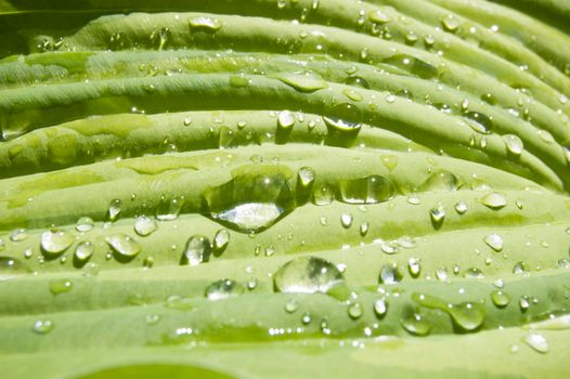 Raindrops on a large leaf