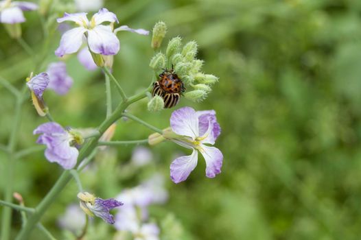 Blooming radish and potato beetle. From the series "Flowers in nature"