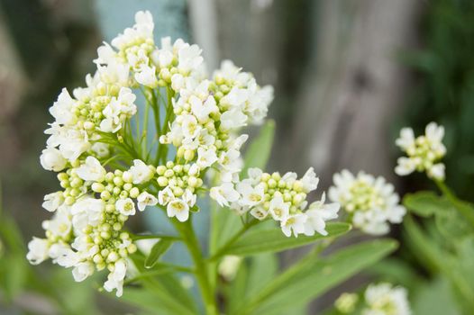 Blooming horseradish. From the series "Flowers in nature"