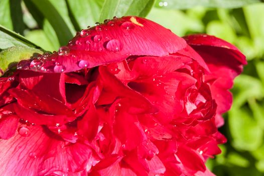 Heads of peonies after rain. Rain drops on flowers